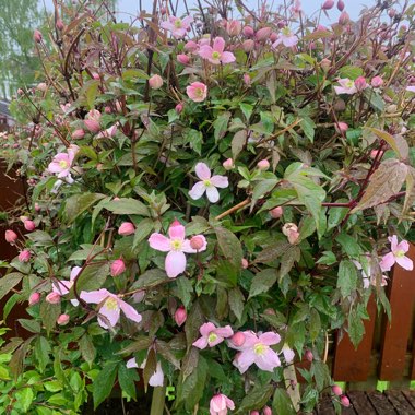 Clematis montana 'Rubens'