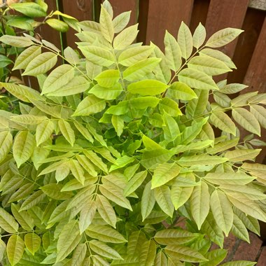 Wisteria Sinensis 'Prolific'