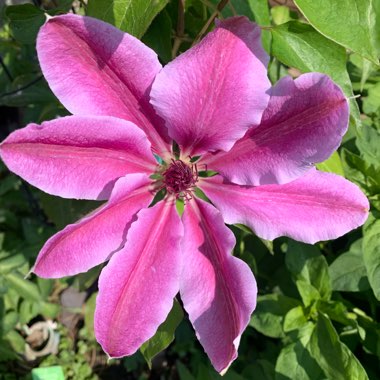 Clematis 'Nelly Moser'