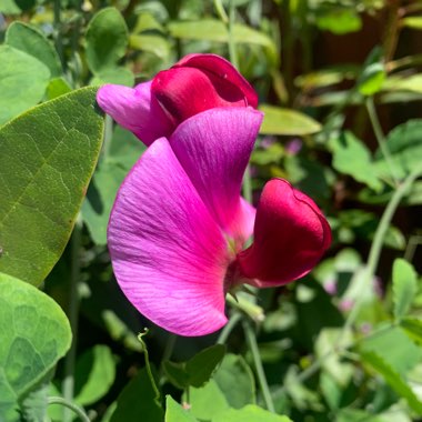 Lathyrus grandiflorus