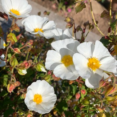 Cistus x cyprius var. ellipticus 'Elma'