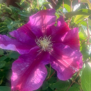 Clematis 'Sunset'