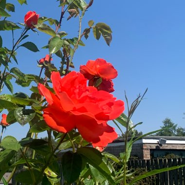 Rosa (Floribunda)