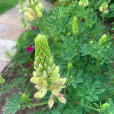 Lupinus arboreus