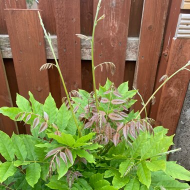 Wisteria Sinensis 'Prolific'