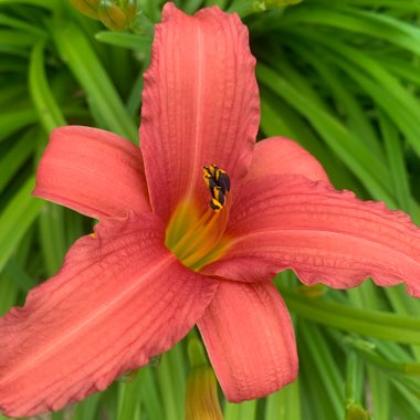 Hemerocallis