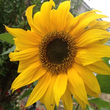 Helianthus annuus 'Gelber Riese'