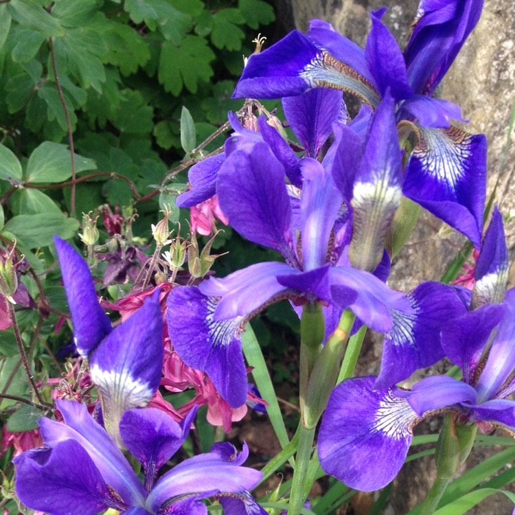 Plant image Iris sibirica