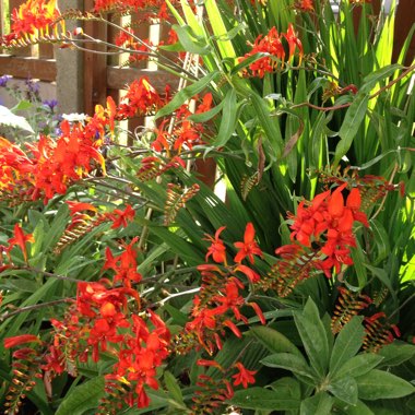 Crocosmia 'Lucifer'