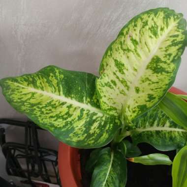 Dieffenbachia maculata