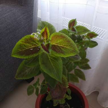 Coleus