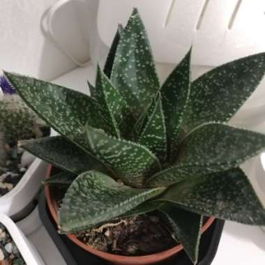 Gasteraloe 'Flow'