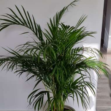 Parlour Palm