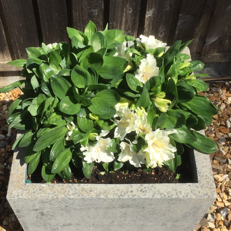 Plant image Alstroemeria 'Apollo'