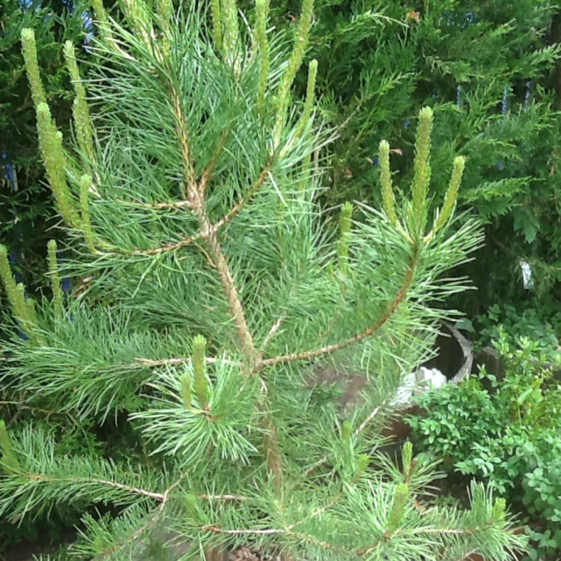 Scots pine