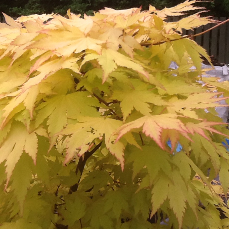 Japanese Maple 'Beni-zuru'