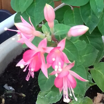 Plant image Fuchsia 'Princess Charlotte'