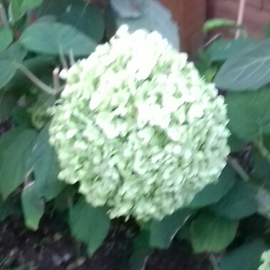 Plant image Hydrangea arborescens 'Incrediball'