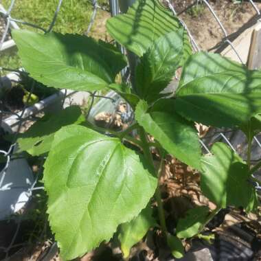 Sunflower 'Russian Mammoth'