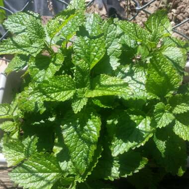 Lemon Balm 'Aurea'