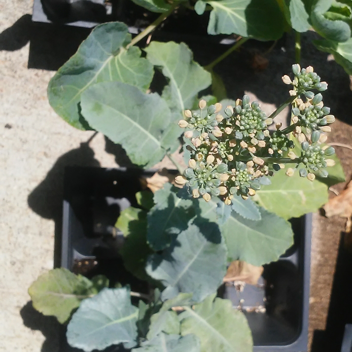 Plant image Brassica oleracea (Italica Group x Alboglabra Group)