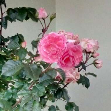 Rosa 'Dearest'