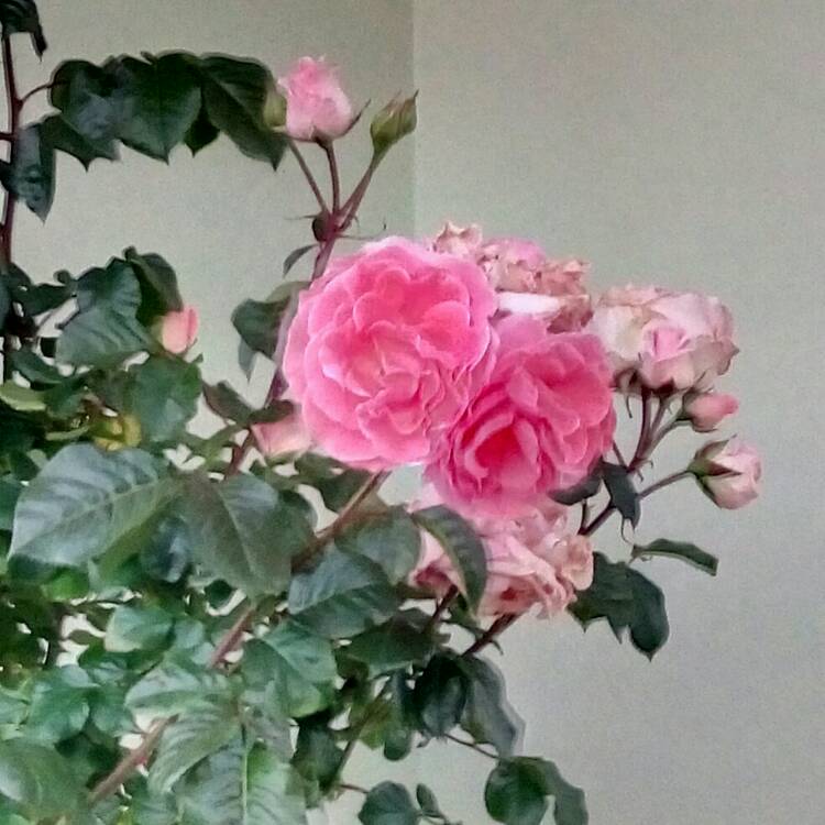 Plant image Rosa 'Dearest'