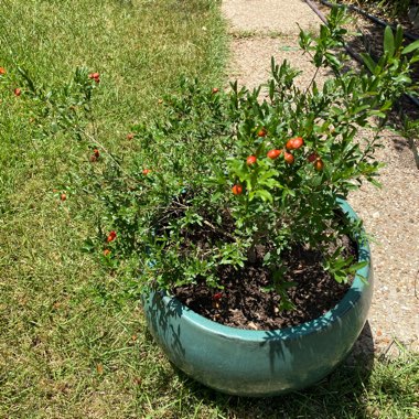 Dwarf Pomegranate