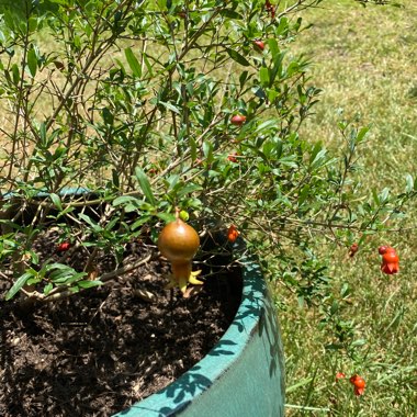 Dwarf Pomegranate