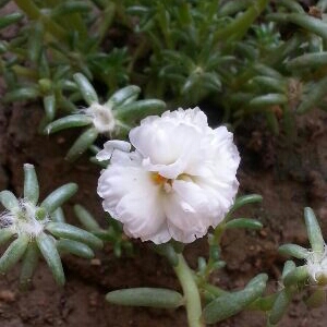 Plant image Portulaca grandiflora 'White'