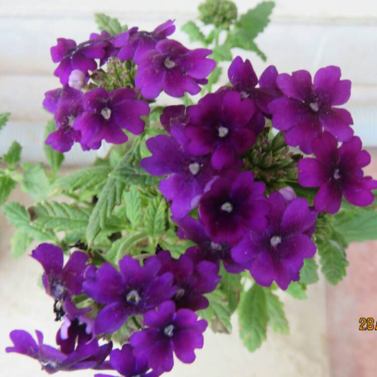 Plant image Verbena 'Empress Purple'