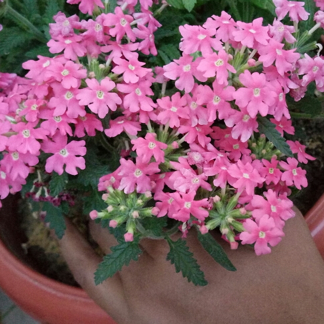 Plant image Verbena 'Temari Coral Pink'