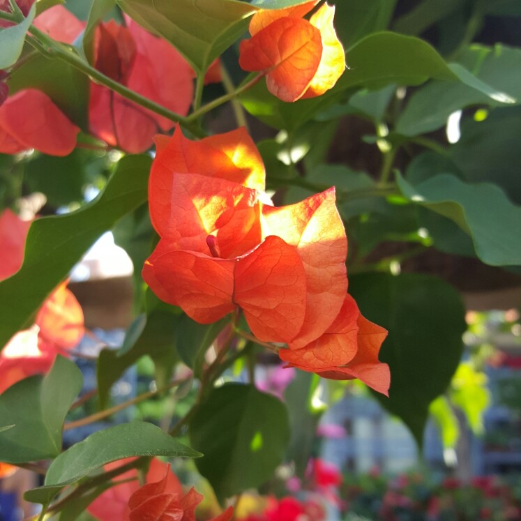 Plant image Bougainvillea 'Glowing Sunset'