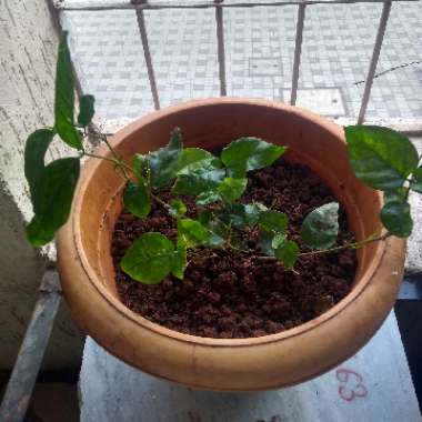 Arabian Jasmine