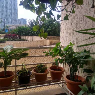 Shweta's garden