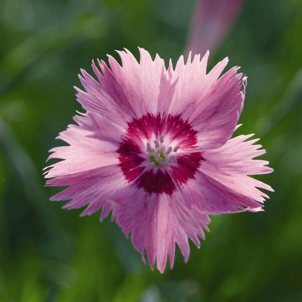 Plant image Dianthus gratianopolitanus 'Cheddar Pink'