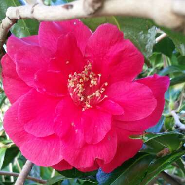 Camellia 'Dr Clifford Parks'