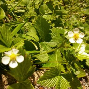 Woodland Strawberry 'Baron Solemacher'