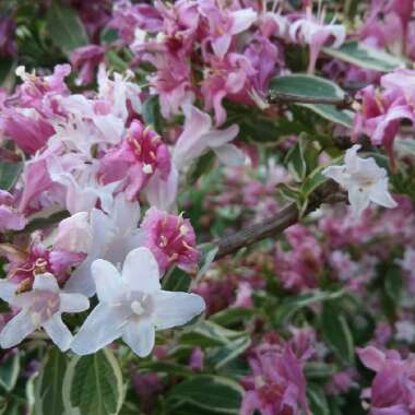 Weigela 'Kosteriana Variegata'