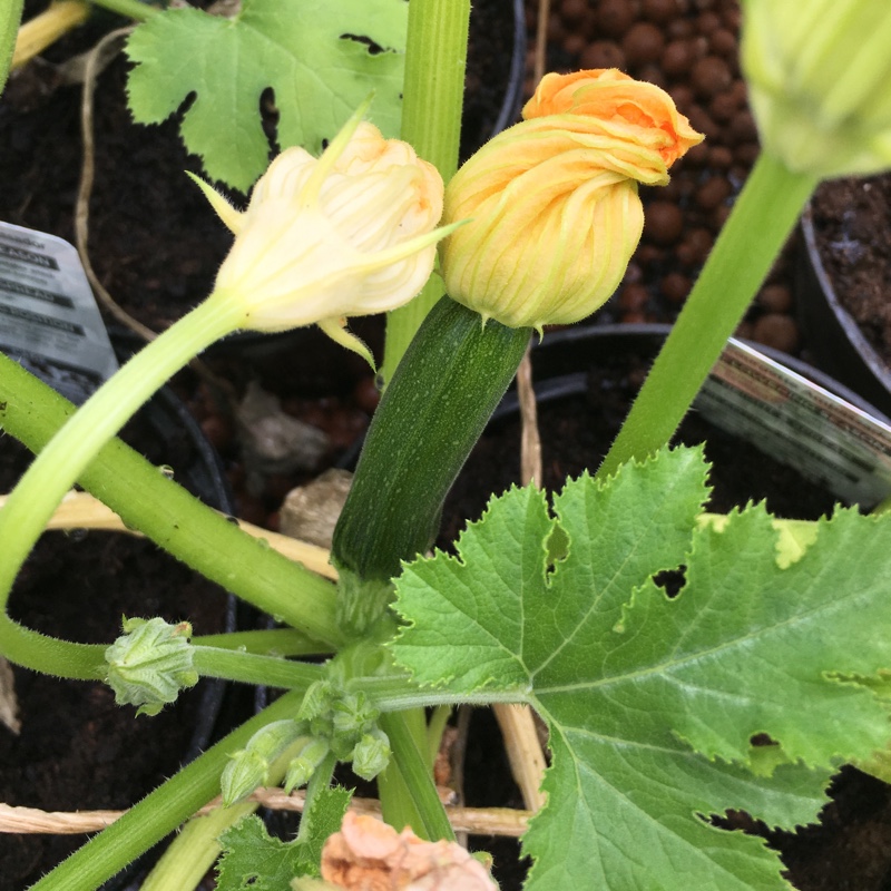 Plant image Cucurbita Pepo var. Cylindrica 'All Green Bush'