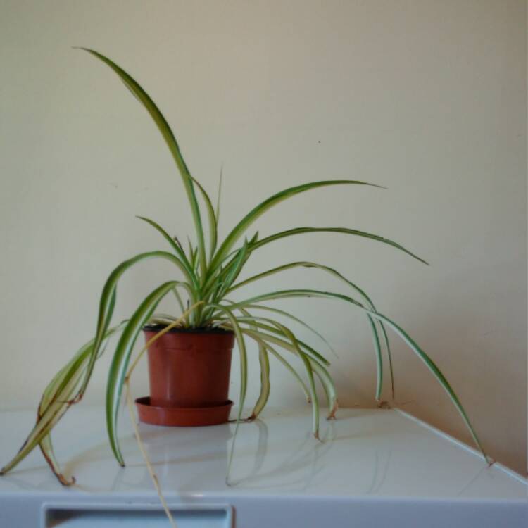 plant image 389288