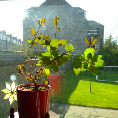 Lonicera periclymenum 'Belgica'