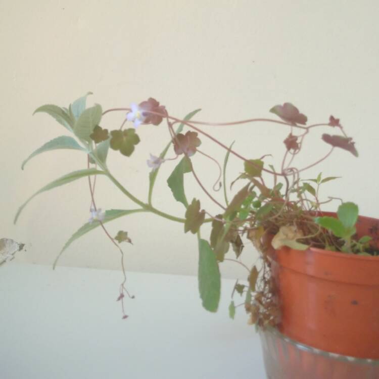 plant image 418549