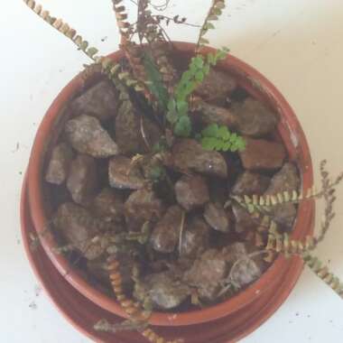 Asplenium trichomanes