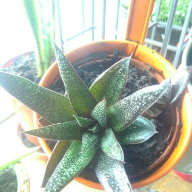 x Gasteraloe 'Flow'