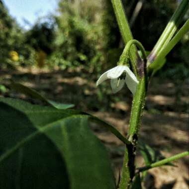 Chilli Pepper 'Cayenne'