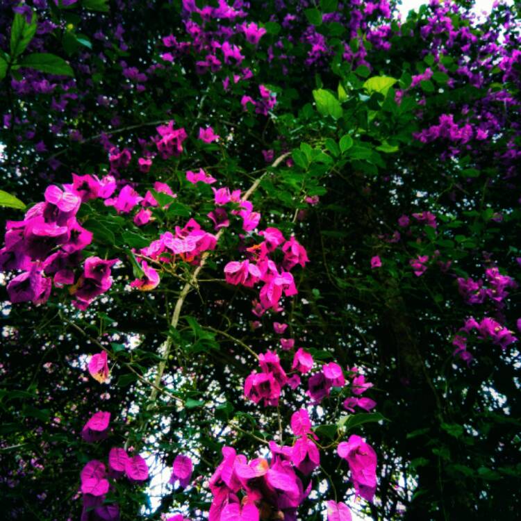 Plant image Bougainvillea Spectabilis 'Alexandra'