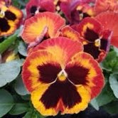 Plant image Viola x wittrockiana 'Matrix Solar Flare'