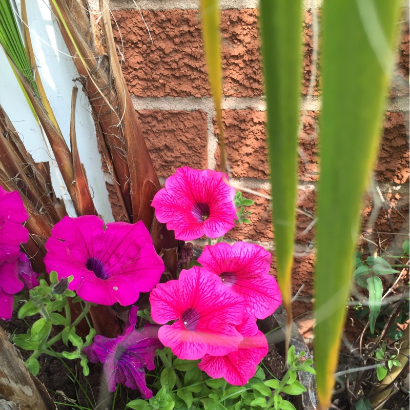 Plant image Petunia Fanfare 'Creme de Cassis'