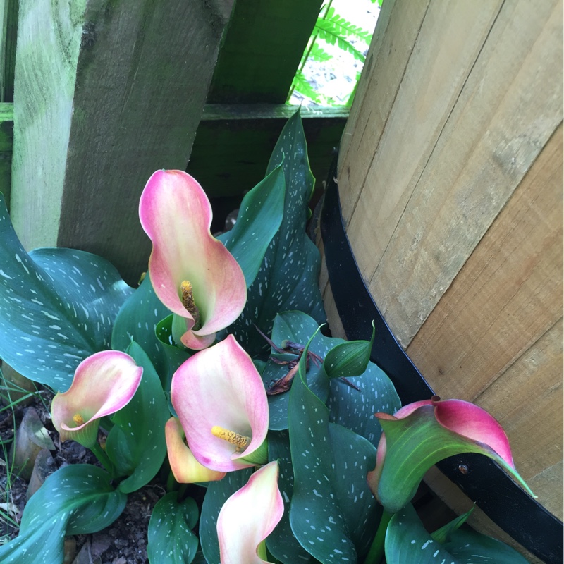 Plant image Zantedeschia rehmannii 'Sun Sprinkles'